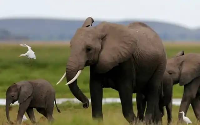 STRAY ELEPHANT FROM CAMEROON INVADE BORNO COMMUNITIES, DESTROY FARMLAND