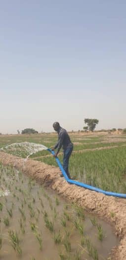 IFAD CONNECTS TARABA FARMERS WITH EXPERT TO BOOST RICE PRODUCTION